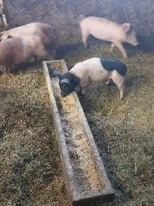 Big piglets ready to go - Photo 3