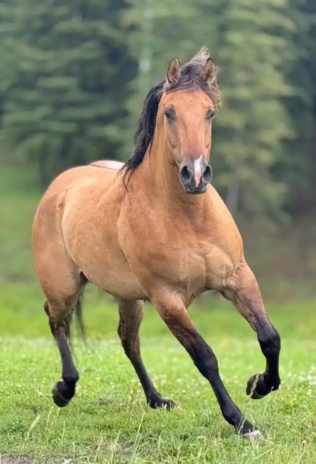 fancy 5 year old gelding