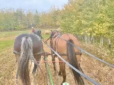 fancy 5 year old gelding - Photo 3