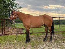 fancy 5 year old gelding - Photo 5