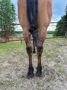 fancy 5 year old gelding - Photo 6