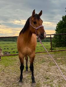 fancy 5 year old gelding - Photo 7