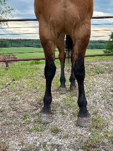 fancy 5 year old gelding - Photo 8