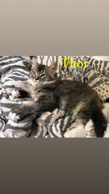 ❤️1  Beautiful Male Ragdoll Left ❤️ - Photo 2