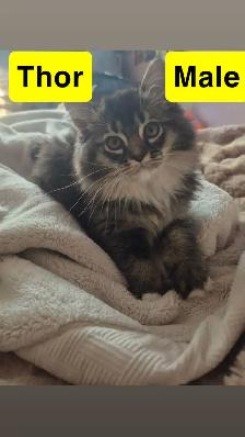 ❤️1  Beautiful Male Ragdoll Left ❤️ - Photo 3