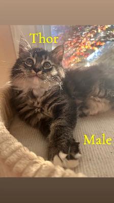 ❤️1  Beautiful Male Ragdoll Left ❤️ - Photo 5