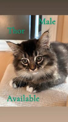 ❤️1  Beautiful Male Ragdoll Left ❤️ - Photo 6