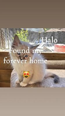 ❤️1  Beautiful Male Ragdoll Left ❤️ - Photo 8