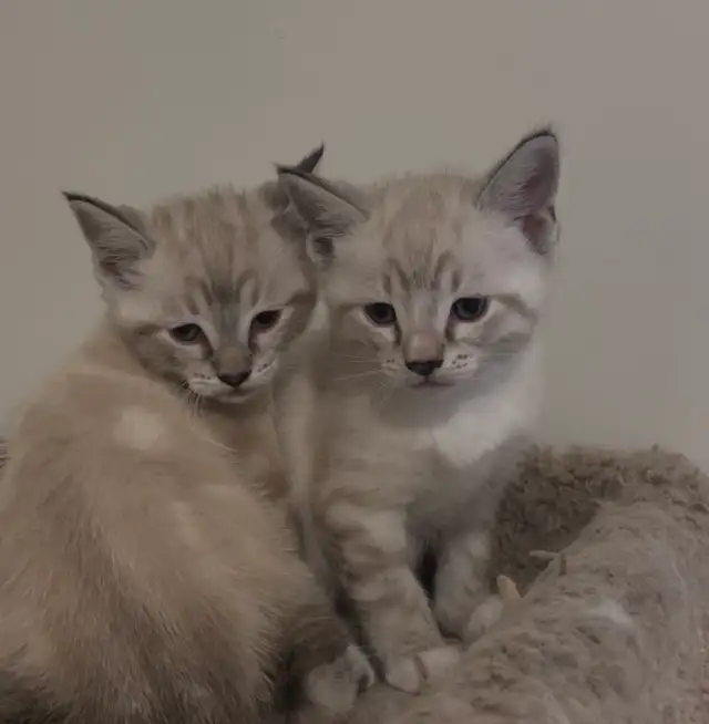 Ragdoll x kittens unique with blue eyes !