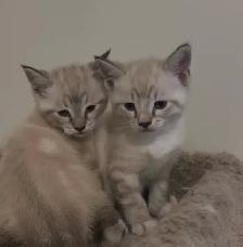 Ragdoll x kittens unique with blue eyes !
