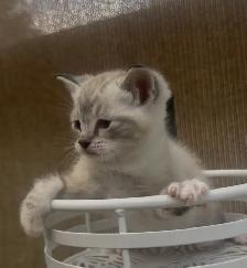Ragdoll x kittens unique with blue eyes ! - Photo 3