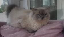 Ragdoll x kittens unique with blue eyes ! - Photo 4