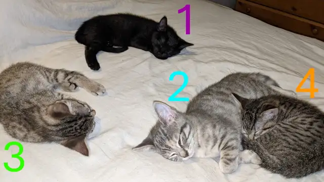 Adorables chatons prêts pour adoption