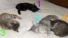 Adorables chatons prêts pour adoption