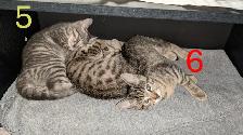 Adorables chatons prêts pour adoption - Photo 2