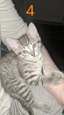 Adorables chatons prêts pour adoption - Photo 3