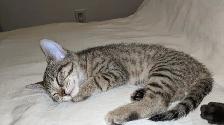 Adorables chatons prêts pour adoption - Photo 4