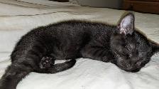 Adorables chatons prêts pour adoption - Photo 5