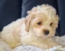 Gorgeous malti-poo female puppy