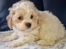 Gorgeous malti-poo female puppy - Photo 2