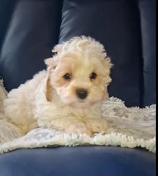 Gorgeous malti-poo female puppy - Photo 3