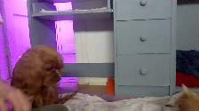 Cavalier king charle à vendre - Photo 5