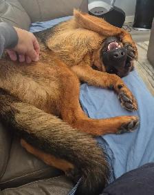 ! CKC REGISTERED GERMAN SHEPHERD PUPPIES ! - Photo 4