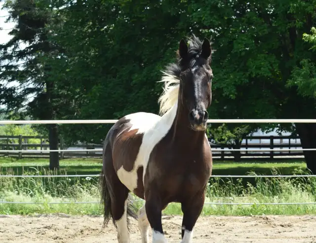 cheval à vendre
