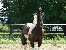cheval à vendre