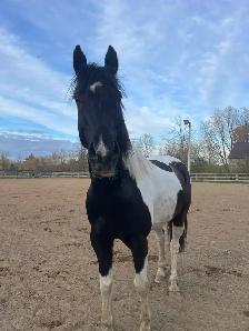 cheval à vendre - Photo 3