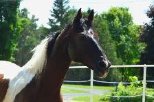 cheval à vendre - Photo 4