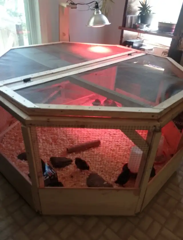 Made to order octagon Brooders