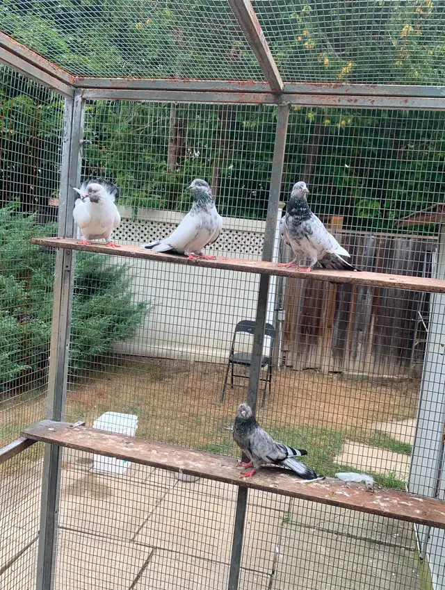 White High Flyer Donek Pigeon