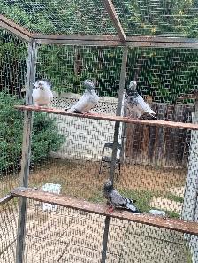 White High Flyer Donek Pigeon