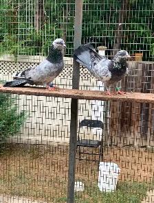 White High Flyer Donek Pigeon - Photo 2