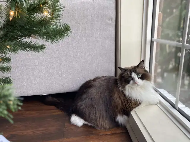 Older Registered Ragdoll