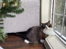 Older Registered Ragdoll