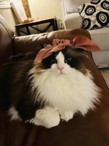 Older Registered Ragdoll - Photo 2