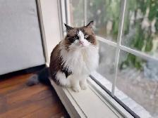 Older Registered Ragdoll - Photo 3
