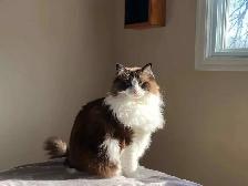 Older Registered Ragdoll - Photo 4
