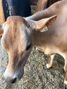 Jersey cow/calf pair