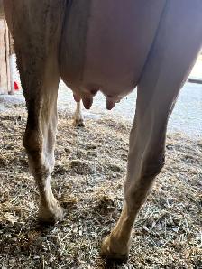Jersey cow/calf pair - Photo 2