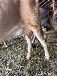 Jersey cow/calf pair - Photo 3