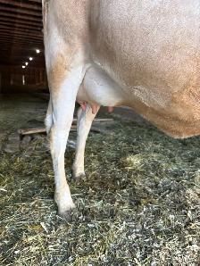 Jersey cow/calf pair - Photo 4