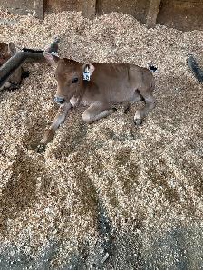 Jersey cow/calf pair - Photo 5