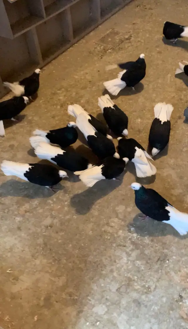 Black High Flyer Donek Pigeon