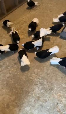 Black High Flyer Donek Pigeon - Photo 2