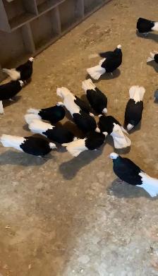 Black High Flyer Donek Pigeon - Photo 3