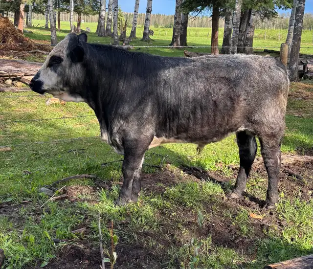 Yearling Bulls