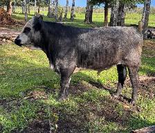 Yearling Bulls